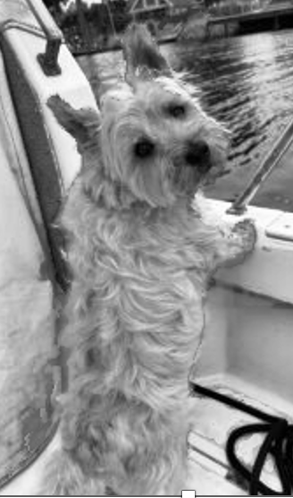 Cody Speaks ARF